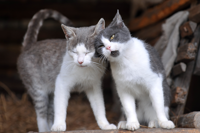 Two Gray Cats