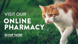 Online Pharmacy Icon